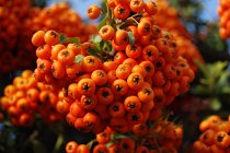 Iran_norinejad-039